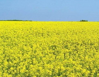 Український завод «Євраліс» почне виробляти насіння озимого ріпаку